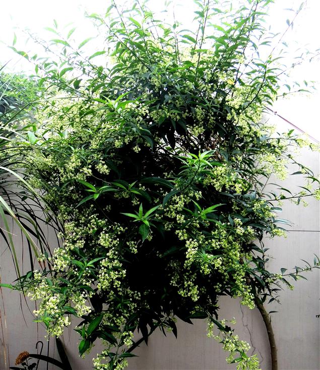 Cestrum nocturnum